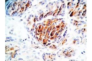 Immunohistochemistry (IHC) image for anti-Taste Receptor, Type 2, Member 140 (TAS2R140) (AA 314-349) antibody (ABIN2871563)