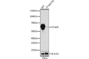 Western blot analysis of extracts from wild type (WT) and Smad2 knockdown (KD) HeLa cells, using Smad2 antibody (ABIN7270344) at 1:1000 dilution. (SMAD2 Antikörper)