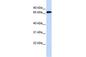 Image no. 1 for anti-GABA Transporter 1 (GAT1) (AA 324-373) antibody (ABIN6743208) (SLC6A1 Antikörper  (AA 324-373))