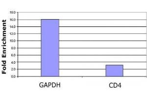Histone H3 acetyl Lys79 pAb tested by ChIP analysis.