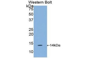 Western Blotting (WB) image for anti-Chemokine (C-C Motif) Ligand 6 (CCL6) (AA 21-115) antibody (ABIN1859880) (CCL6 Antikörper  (AA 21-115))