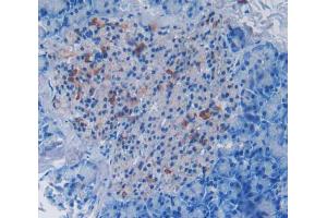 Used in DAB staining on fromalin fixed paraffin- embedded pancreas tissue (DISC1 Antikörper  (AA 151-330))