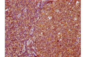 IHC image of ABIN7165570 diluted at 1:400 and staining in paraffin-embedded human tonsil tissue performed on a Leica BondTM system. (FAM83G Antikörper  (AA 464-615))