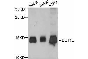 Western blot analysis of extracts of various cell lines, using BET1L antibody (ABIN5997300) at 1:3000 dilution. (BET1L Antikörper)