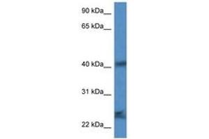 Image no. 1 for anti-Secretory Carrier Membrane Protein 1 (SCAMP1) (AA 49-98) antibody (ABIN6747294) (SCAMP1 Antikörper  (AA 49-98))