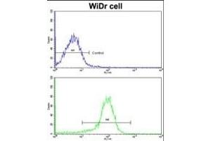 Flow cytometric analysis of widr cells using ZWINT Antibody (Center)(bottom histogram) compared to a negative control cell (top histogram).