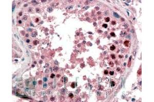 ABIN190835 (2µg/ml) staining of paraffin embedded Human Testis. (Nanog Antikörper  (C-Term))
