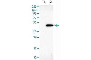 Western Blot analysis of Lane 1: negative control (vector only transfected HEK293T cell lysate) and Lane 2: over-expression lysate (co-expressed with a C-terminal myc-DDK tag in mammalian HEK293T cells) with GNAZ polyclonal antibody . (GNaZ Antikörper)