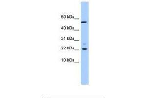 Image no. 1 for anti-DnaJ (Hsp40) Homolog, Subfamily C, Member 24 (DNAJC24) (N-Term) antibody (ABIN6739413) (DNAJC24 Antikörper  (N-Term))