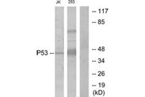 Western blot analysis of extracts from Jurkat/293, using p53 (Ab-6) Antibody. (p53 Antikörper  (AA 1-50))
