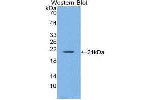 Western Blotting (WB) image for anti-Hemoglobin, alpha 1 (HBA1) (AA 1-142) antibody (ABIN1859123) (HBA1 Antikörper  (AA 1-142))