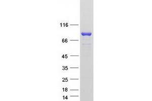 Validation with Western Blot (SEC14L1 Protein (Transcript Variant 3) (Myc-DYKDDDDK Tag))