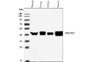 Western blot analysis of ERLIN2 using anti-ERLIN2 antibody (ABIN7602582).