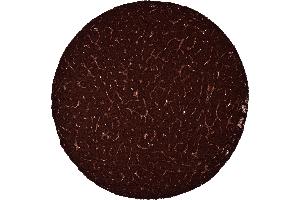 Pancreatic neuroendocrine tumor Insulinoma with strong C peptide staining of all tumor cells (Rekombinanter C-Peptide Antikörper)