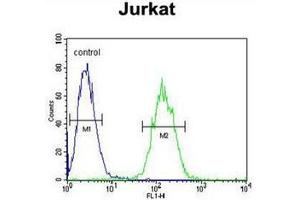 Flow cytometric analysis of Jurkat cells  using ETS1 Antibody (N-term) Cat. (ETS1 Antikörper  (N-Term))