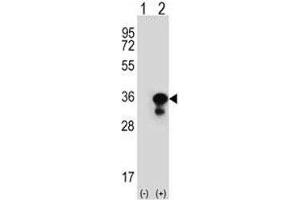 Western blot analysis of PCNA antibody and 293 cell lysate (2 ug/lane) either nontransfected (Lane 1) or transiently transfected (2) with the PCNA gene.