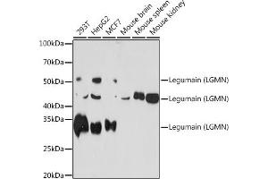 Western blot analysis of extracts of various cell lines, using Legumain (LGMN) (LGMN) Rabbit mAb (ABIN7268208) at 1:1000 dilution. (LGMN Antikörper)