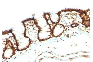 Formalin-fixed, paraffin-embedded Rat Colon stained with Pan-Nuclear Antigen Monoclonal Antibody (NM106). (Nuclear Antigen (Pan-Nuclear Marker) Antikörper)