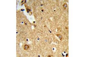 Formalin-fixed and paraffin-embedded human brain tissue reacted with ENTPD2 / CD39L1 Antibody (N-term) followed which was peroxidase-conjugated to the secondary antibody, followed by DAB staining. (ENTPD2 Antikörper  (N-Term))