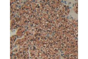 IHC-P analysis of Human Kidney Tissue, with DAB staining. (Annexin IV Antikörper  (AA 11-164))