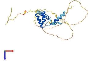 PRRX1 Protein (AA 1-245) (His tag)
