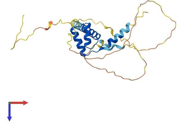 PRRX1 Protein (AA 1-245) (His tag)