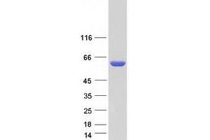 Validation with Western Blot (PNKP Protein (Myc-DYKDDDDK Tag))