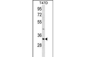 HAVCR2 Antibody (Center) (ABIN1881402 and ABIN2838913) western blot analysis in T47D cell line lysates (35 μg/lane).