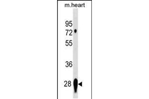 Western blot analysis in mouse heart tissue lysates (35ug/lane). (CAPNS2 Antikörper  (AA 55-83))