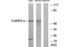 Western blot analysis of extracts from NIH-3T3/K562 cells, using CaMK2 alpha/delta (Ab-286) Antibody. (CaMK2 alpha/delta Antikörper  (AA 256-305))