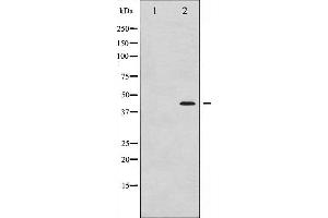 Western blot analysis of MEK1/2 phosphorylation expression in UV treated Jurkat whole cell lysates,The lane on the left is treated with the antigen-specific peptide. (MEK1 Antikörper  (pSer221))