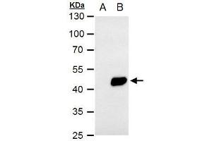 PDK1 Antikörper