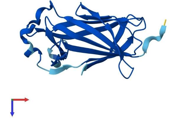 Cnrip1 Protein (AA 1-164) (His tag)