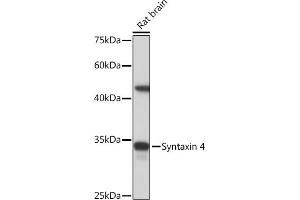 Western blot analysis of extracts of Rat brain, using Syntaxin 4 Rabbit mAb (ABIN7270687) at 1:1000 dilution. (Syntaxin 4 Antikörper)