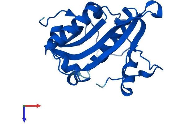GNPNAT1 Protein (AA 1-184) (His tag)