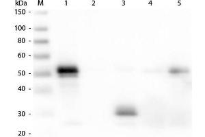 Western Blot of Anti-Rabbit IgG F(c) (DONKEY) Antibody . (Esel anti-Kaninchen IgG (Fc Region) Antikörper (TRITC) - Preadsorbed)