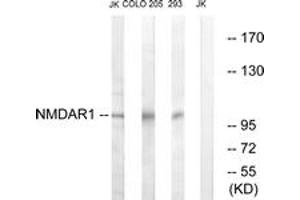 Western blot analysis of extracts from Jurkat/COLO205/293 cells, using NMDAR1 (Ab-896) Antibody. (GRIN1/NMDAR1 Antikörper  (AA 862-911))