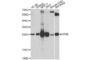 Western blot analysis of extracts of various cell lines, using EIF4E antibody (ABIN5971189) at 1/1000 dilution. (EIF4E Antikörper)