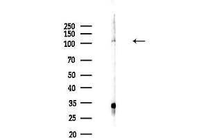 anti-SUMO1/sentrin Specific Protease 7 (SENP7) (C-Term) antibody