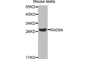 Western blot analysis of extracts of mouse testis, using RAD9A antibody. (RAD9A Antikörper)
