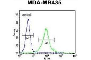 Flow cytometric analysis of MDA-MB435 cells using MeCP2 Antibody (N-term) Cat. (MECP2 Antikörper  (N-Term))
