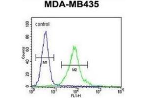 Flow cytometric analysis of MDA-MB435 cells using MeCP2 Antibody (N-term) Cat.
