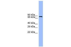 USP1 antibody used at 0. (USP1 Antikörper  (C-Term))