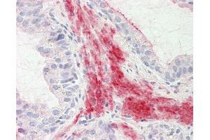 Anti-MKP3 / DUSP6 antibody IHC staining of human prostate. (DUSP6 Antikörper  (AA 14-201))