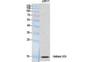 Western Blot (WB) analysis of specific cells using Histone H2A. (H2AFX Antikörper  (Ser465))