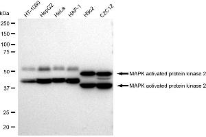 Western blotting analysis using MAPK activated protein kinase 2 antibody (ABIN7799475).