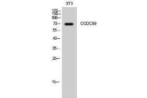 Western Blotting (WB) image for anti-Coiled-Coil Domain Containing 99 (CCDC99) (C-Term) antibody (ABIN3183716)