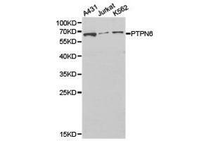 Western Blotting (WB) image for anti-Protein-tyrosine Phosphatase 1C (PTPN6) antibody (ABIN1874455) (SHP1 Antikörper)
