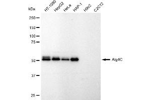 Western blotting analysis using Atg4C antibody (ABIN7797711). (Rekombinanter ATG4C Antikörper)
