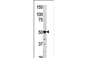 Western blot analysis of anti-PGK2 in HepG2 cell line lysate (35ug/lane) (PGK2 Antikörper  (N-Term))